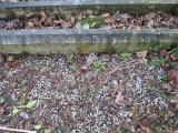 image of grave number 373533